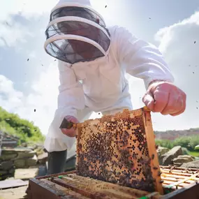 Bild von Llangattock Apiaries