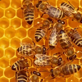 Bild von Llangattock Apiaries