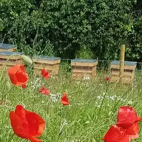 Bild von Llangattock Apiaries