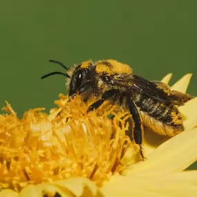 Bild von Llangattock Apiaries