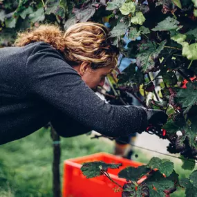 Bild von WEINGUT BREMER GmbH & Co. KG