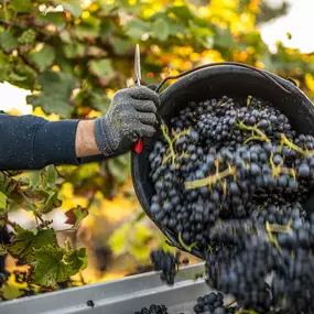 Bild von WEINGUT BREMER GmbH & Co. KG