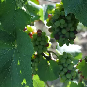Bild von WEINGUT BREMER GmbH & Co. KG