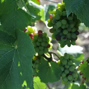 Bild von WEINGUT BREMER GmbH & Co. KG