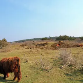 Bild von Sprookjesachtige cottage tussen bos en dorp - Belvilla by Oyo