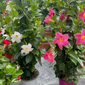 Bild von Blumen Exclusiv Andrea Höglinger e.U.