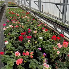 Bild von Blumen Exclusiv Andrea Höglinger e.U.