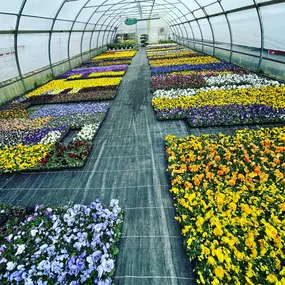 Bild von Blumen Exclusiv Andrea Höglinger e.U.