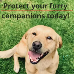 Your pets are family—make sure they’re covered. Get peace of mind with affordable pet insurance that protects your furry companions from unexpected vet bills.