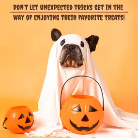 We love our pets and know you do too! Call Danny Barrera’s Agency today to keep them happy and healthy this Halloween!