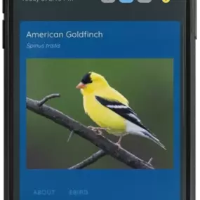 Bird Call Identifier App