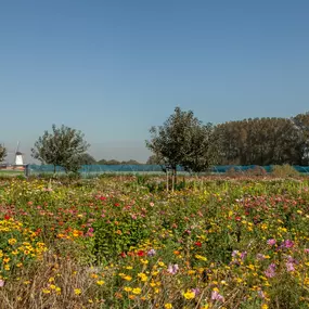 Bild von Romantische studio met tuin - Belvilla by Oyo