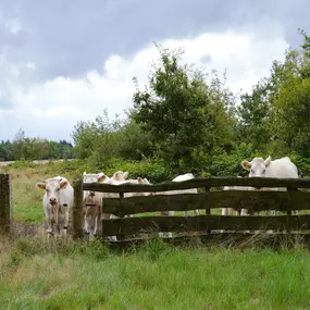Bild von Mooie, geschakelde boerderij in het Drentse Wapse - Belvilla by Oyo
