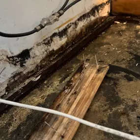 When it comes to mold damage restoration, there's no room for compromise. RestoWorks is your go-to team of highly skilled technicians who are committed to delivering the best mold-cleaning services in the market. We have extensive experience in providing mold removal and restoration services, and we take pride in ensuring that our client's properties are free from mold-related issues.