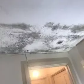 Bild von Mothline Preservations Ltd