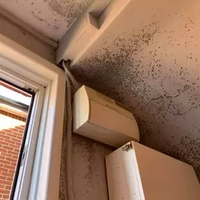 Bild von Mothline Preservations Ltd