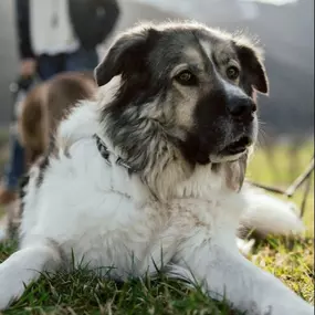 Bild von dogs & dogs Hundeschule Traunstein