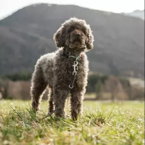 Bild von dogs & dogs Hundeschule Traunstein