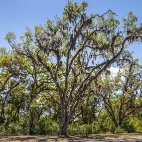 Home sites nestled among mature oak and magnolia trees with marsh views