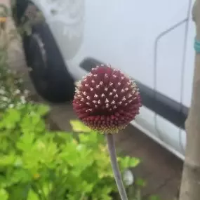 Bild von LDoyle Landscapes and Gardening