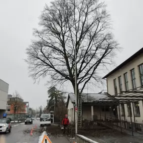 Bild von Baumpflege Hofstetter GmbH