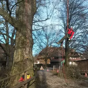Bild von Baumpflege Hofstetter GmbH