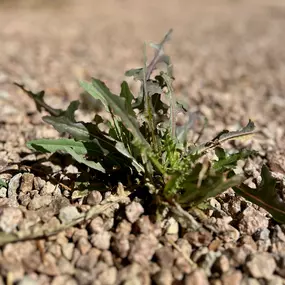 Pest Control Tempe
GreenGo Pest Arizona