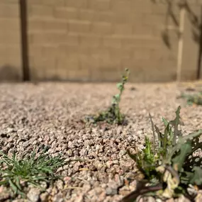 Pest Control Scottsdale
GreenGo Pest Arizona