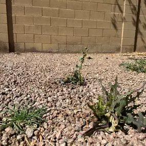 Pest Control Phoenix
GreenGo Pest Arizona