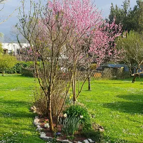 Bild von La Forêt des Ronrons