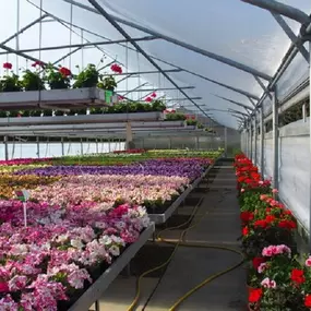 Bild von Gärtnerei Blumen Ressmann
