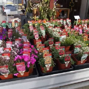 Bild von Gärtnerei Blumen Ressmann