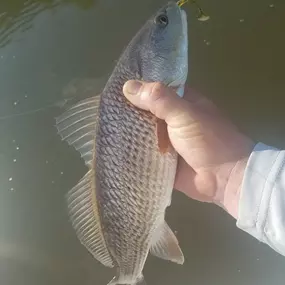 A close-up shot of a redfish being held by a hand over murky water. The fish has a lure in its mouth, and its scales and fins are clearly visible. The hand holding it is partially seen.