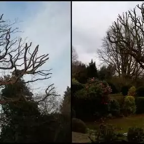 Bild von Old England Tree Care