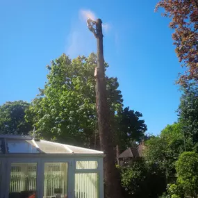 Bild von Old England Tree Care