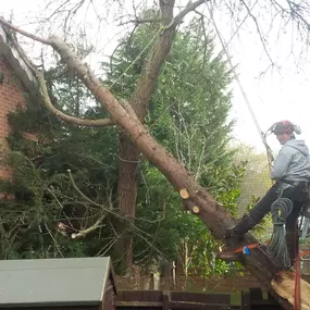 Bild von Old England Tree Care