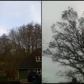 Bild von Old England Tree Care