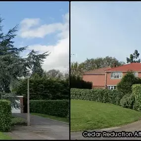 Bild von Old England Tree Care