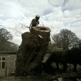 Bild von Old England Tree Care
