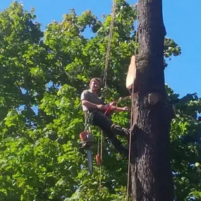 Bild von Old England Tree Care
