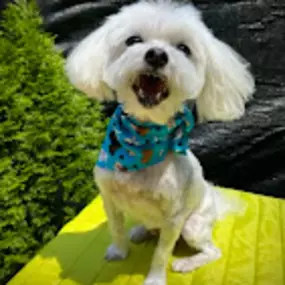 Bild von Caves Valley Pet Lodge