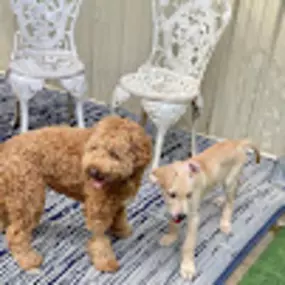 Bild von Caves Valley Pet Lodge
