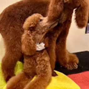 Bild von Caves Valley Pet Lodge