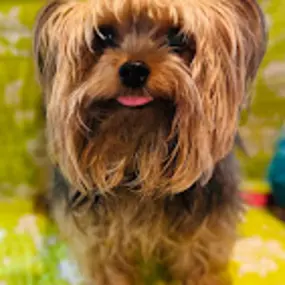 Bild von Caves Valley Pet Lodge