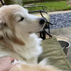 Bild von Caves Valley Pet Lodge