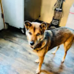 Bild von Caves Valley Pet Lodge