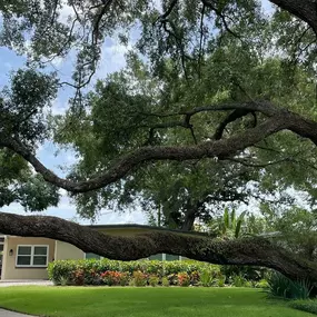 Bild von Tree Amigos Orlando