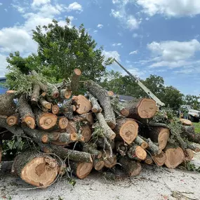 Bild von Tree Amigos Orlando