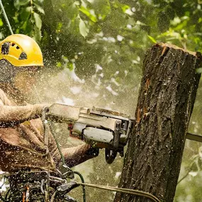 Bild von Tree Amigos Orlando