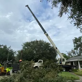 Bild von Tree Amigos Orlando